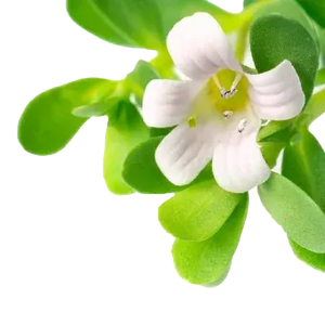 Bacopa Monnieri