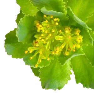 Rhodiola Rosea